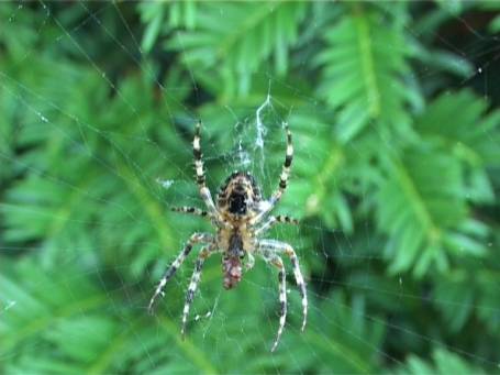 Moers : Spinne im Herbst, Gartenkreuzspinne mit Beute